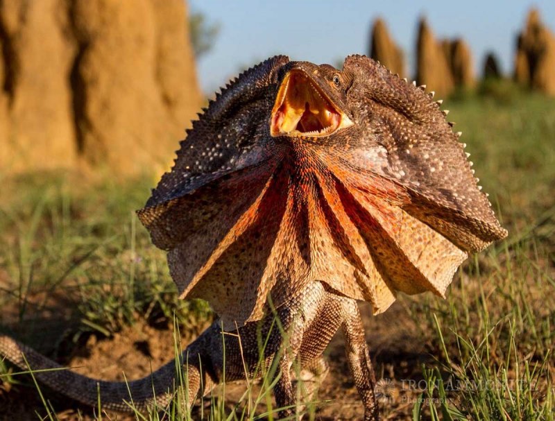 Плащеносная ящерица Тоби