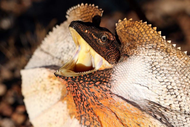 Плащеносная ящерица пресмыкающиеся