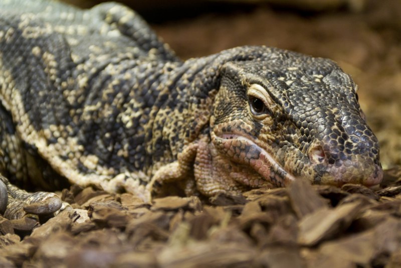 Зеленокровные сцинки