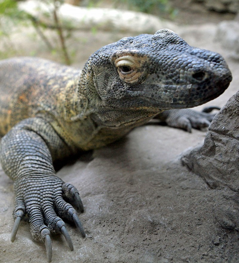 Ящерица с двумя хвостами