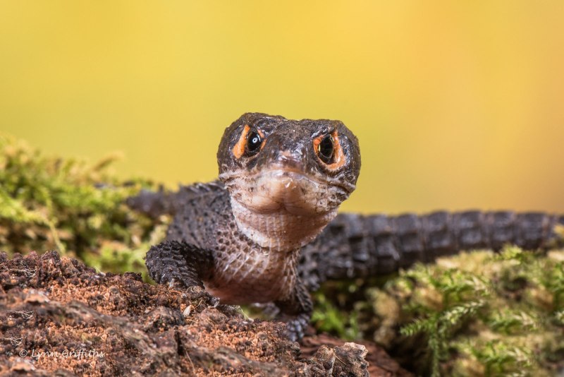 Гулливер плащеносная ящерица