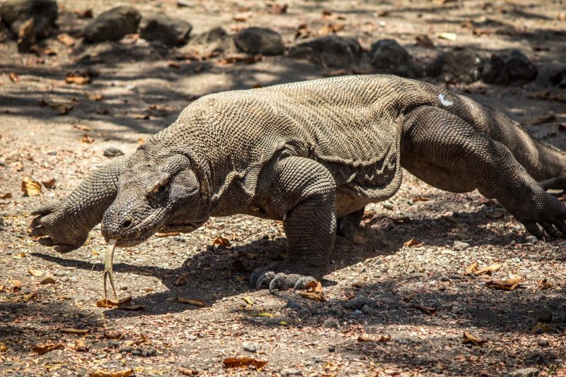 Каменная игуана