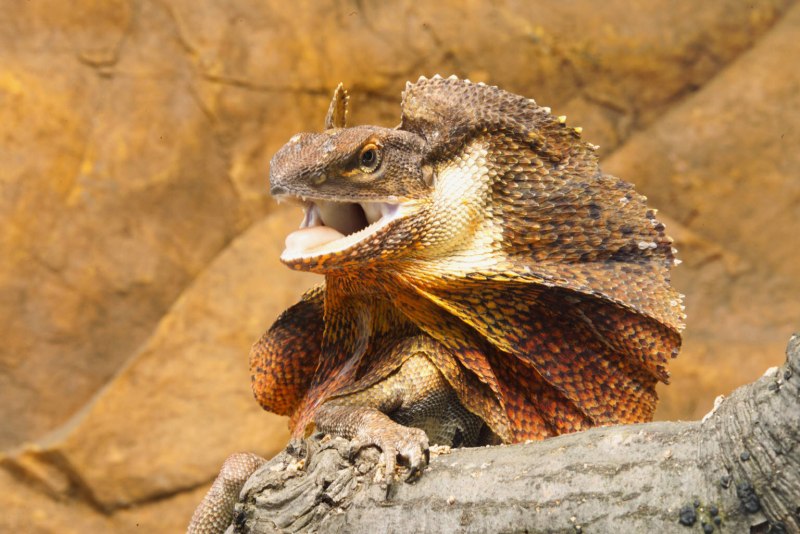 Австралийская плащеносная ящерица