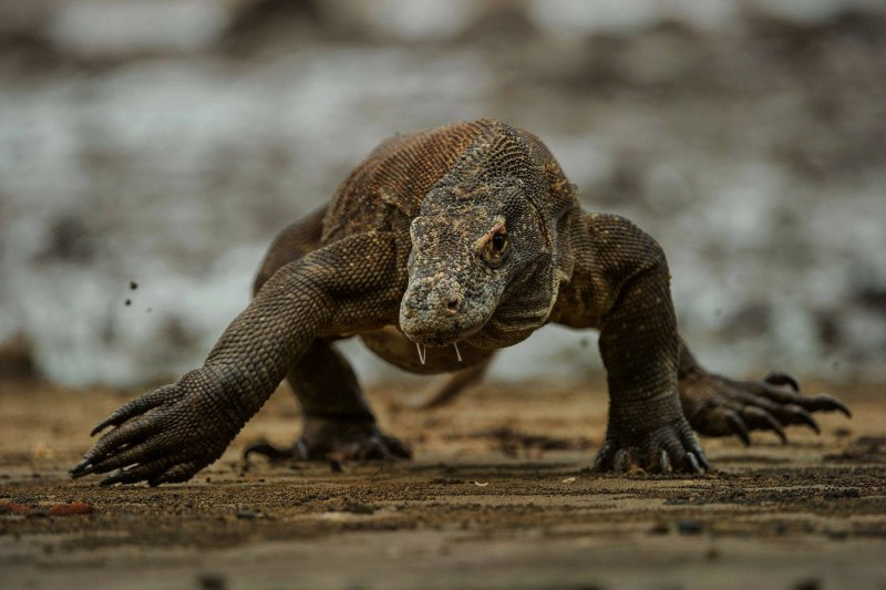 Геккон бородатая агама