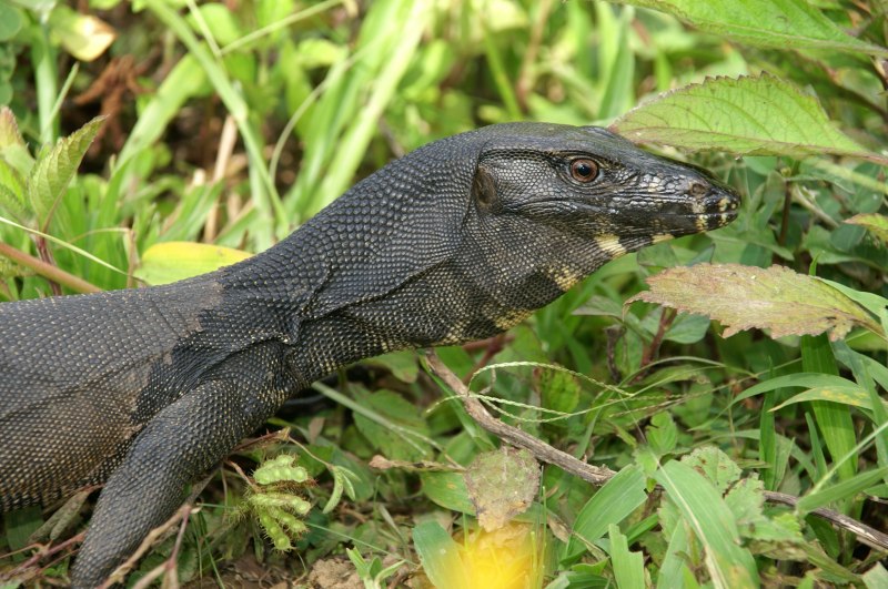 Гигантского варана Комодо