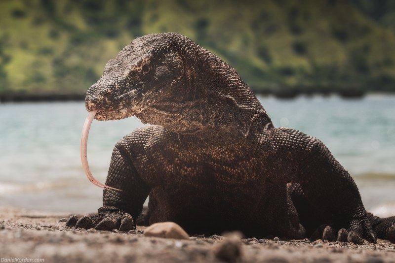 Комодский Варан