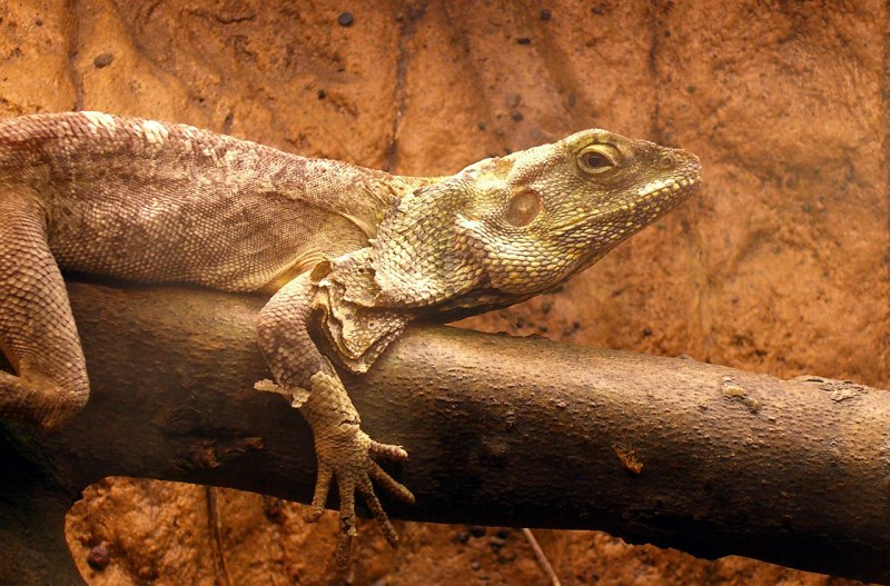 Ящерица агама плащеносная