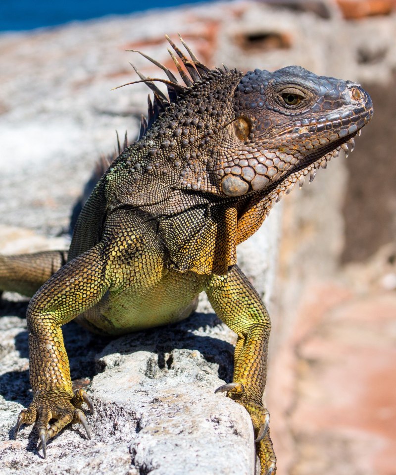 Американский Варан