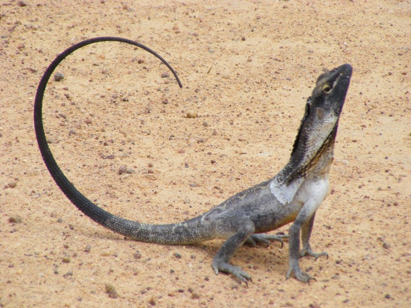 Игуана падальщик