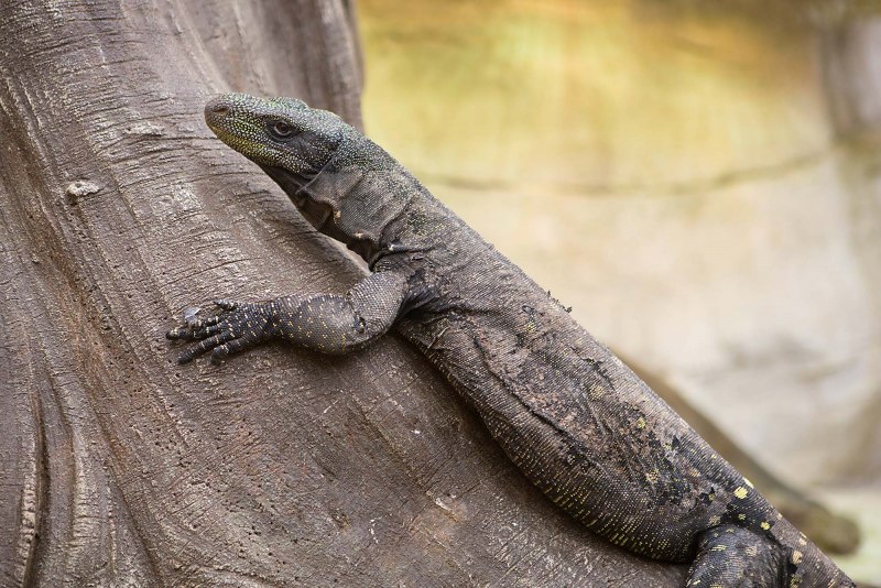 Смарагдовый Варан