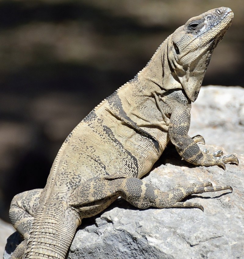 Ушастый новокаледонский геккон