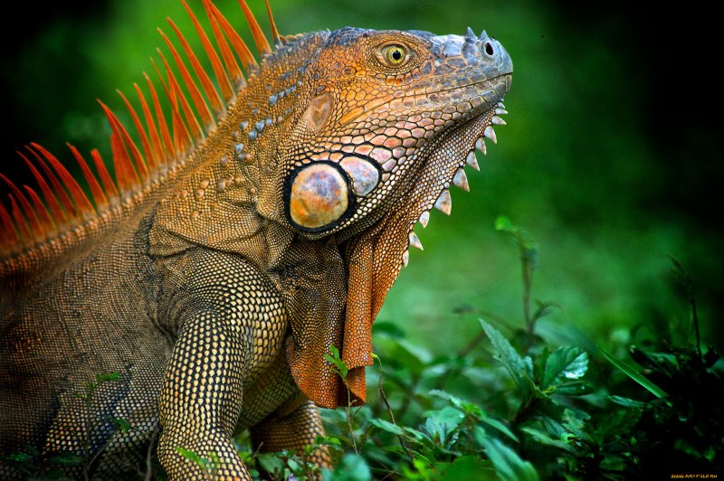 Варан домашний цена