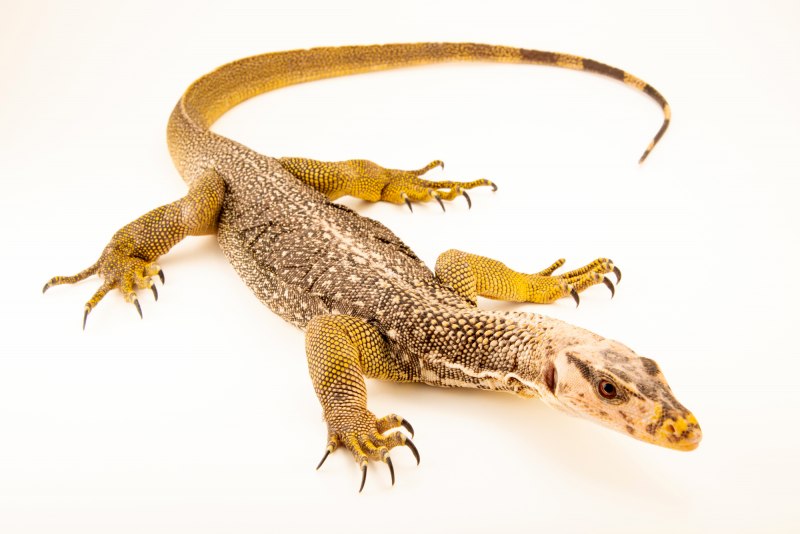 Варан во Флориде