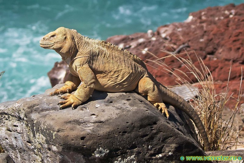 Комодский Варан глаза