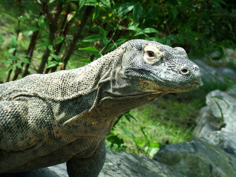 Глазчатая ящерица