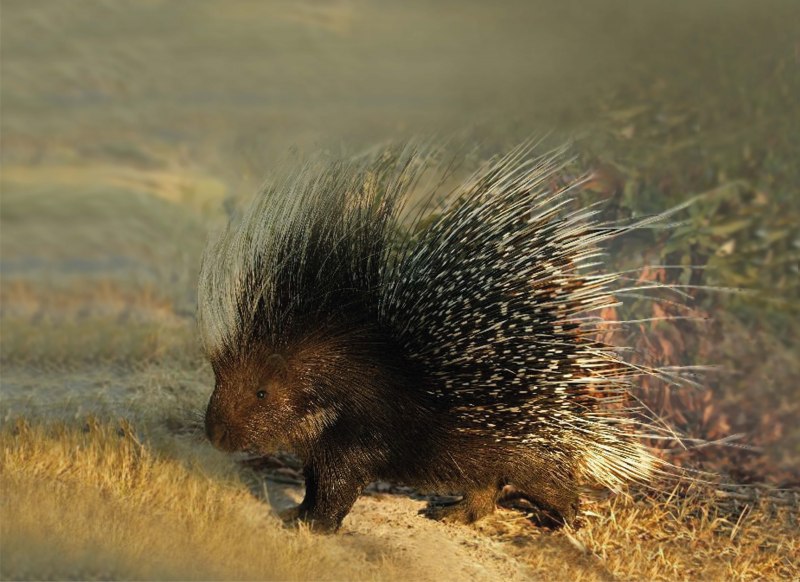 Гребенчатый Дикобраз hystrix cristata