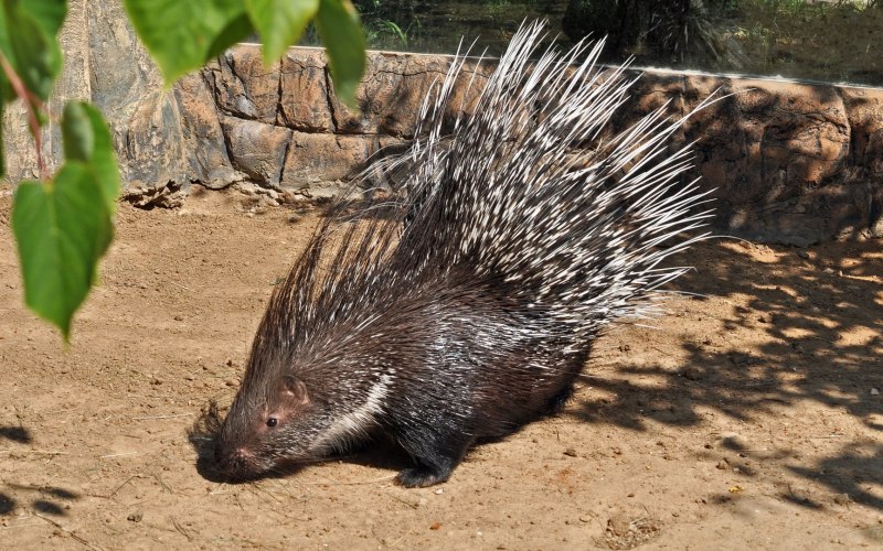 Erethizon dorsatum