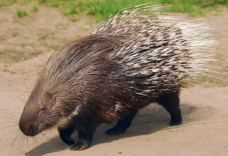 Индийский Дикобраз hystrix Indica