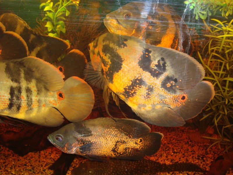 Roach Fish Wallpapers