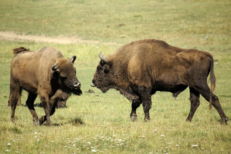 Кавказско-Беловежский ЗУБР (Bison bonasus)