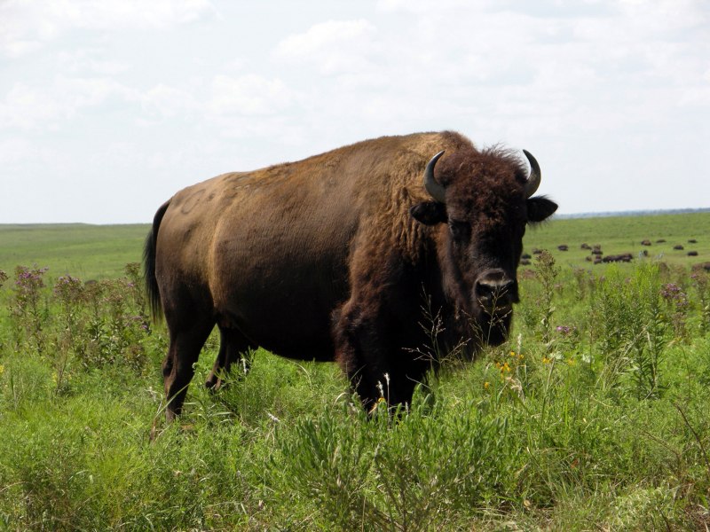 ЗУБР Bison bonasus