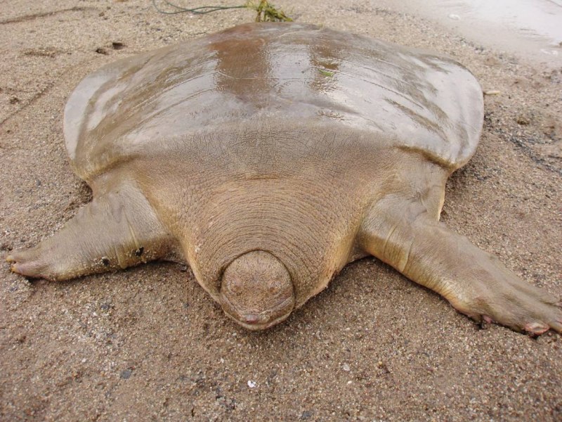Дальневосточная черепаха Trionyx sinensis