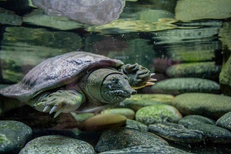 Дальневосточная черепаха Trionyx sinensis