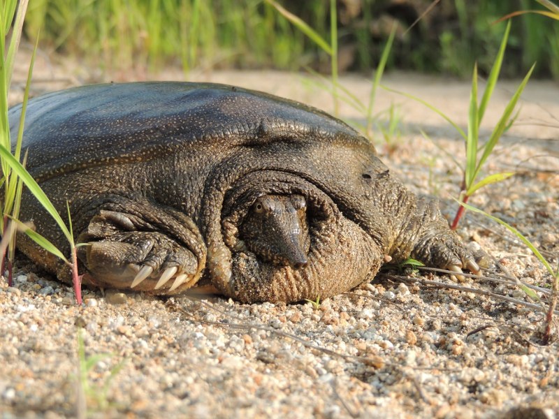 Spiny Softshell Turtle