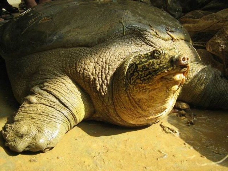 Apalone mutica