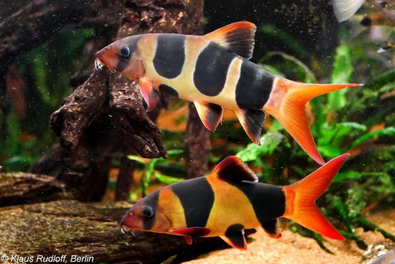 Yasuhikotakia morleti (Botia morleti)