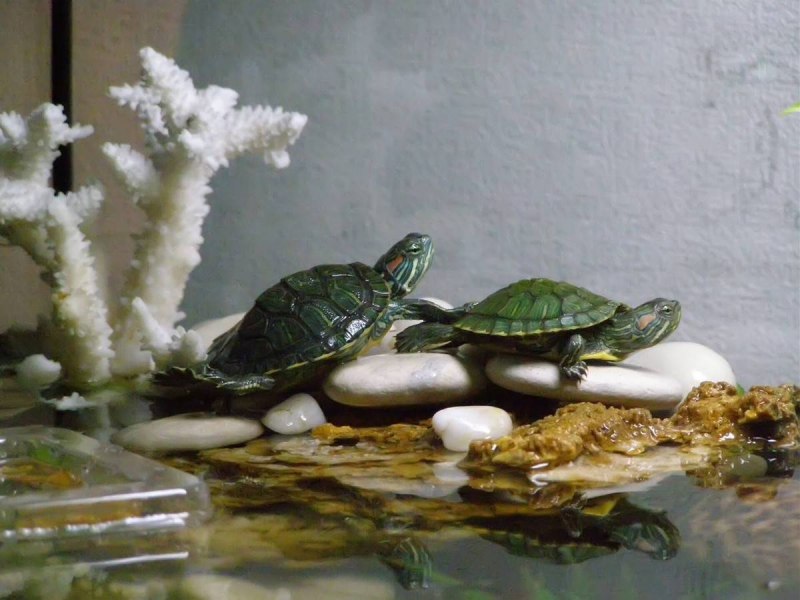 Домашняя черепаха водоплавающая
