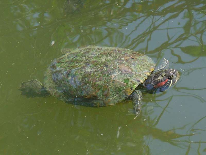 Pseudemys concinna