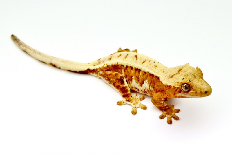 Lilly White бананоед