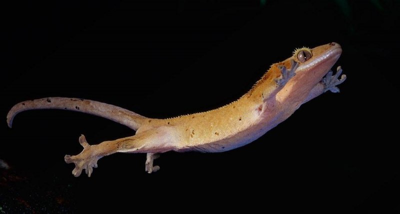 Реснитчатый бананоед хвост