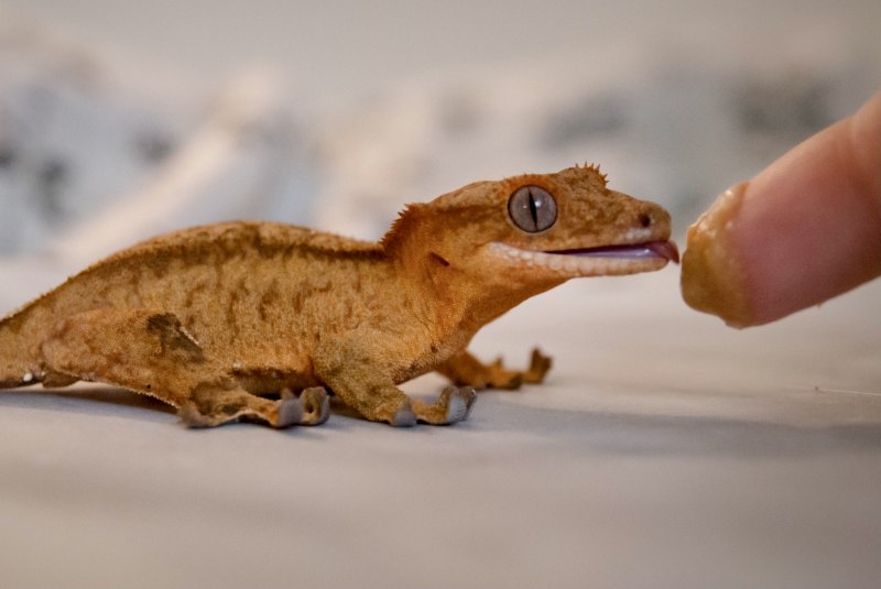 Эублефар бананоед