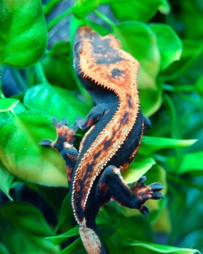 Реснитчатый бананоед