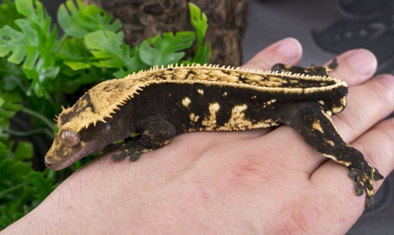 Реснитчатый бананоед Арлекин