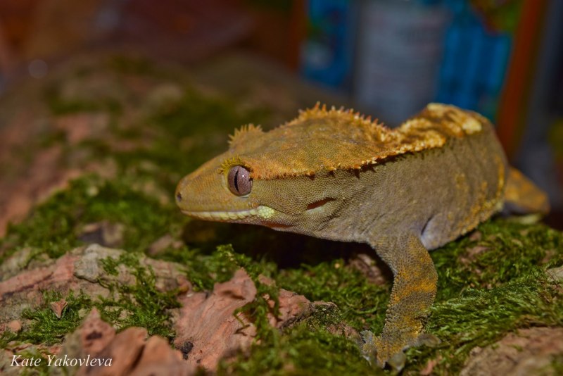Реснитчатый бананоед хвост