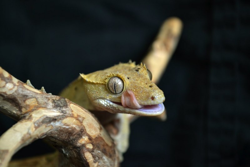 Новокаледонский геккон реснитчатый