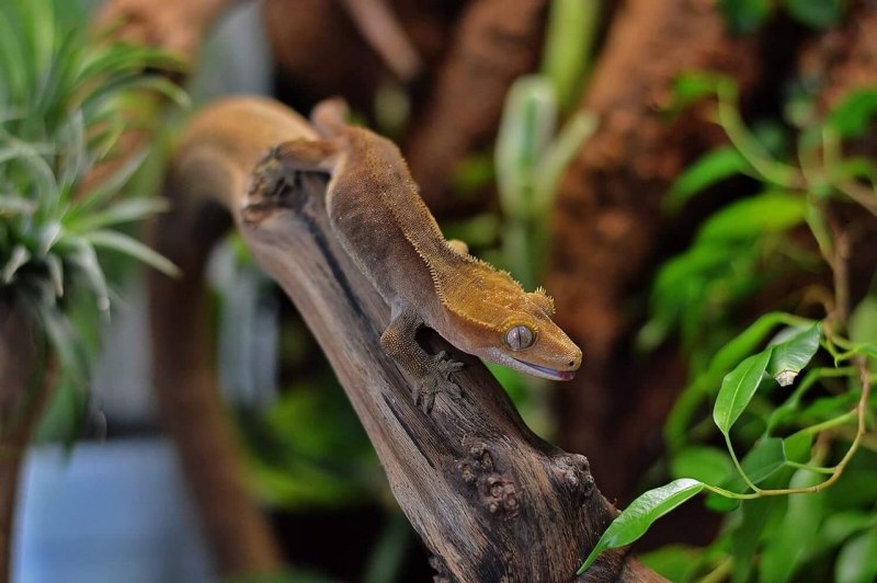 Хохлатый геккон