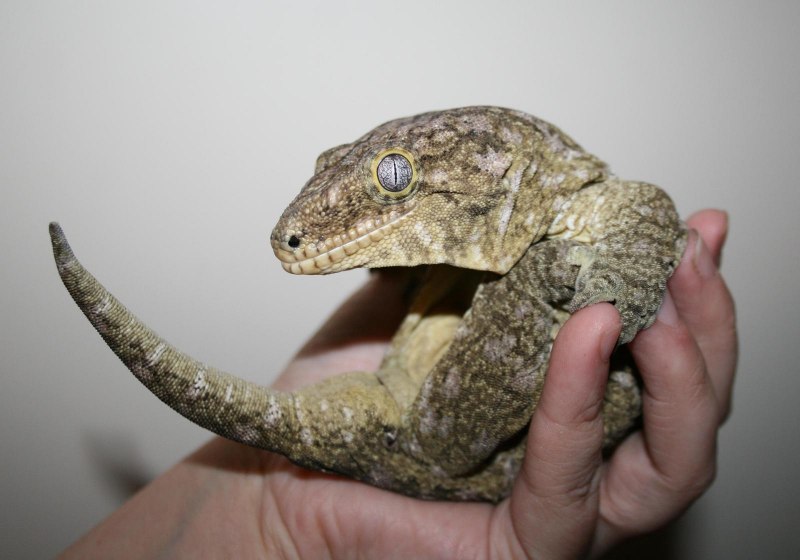 Ресничный геккон-бананоед