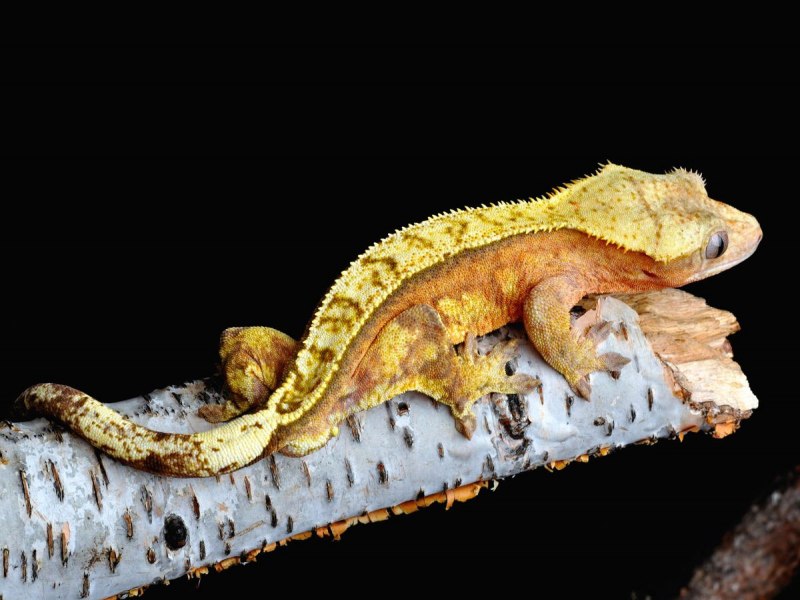 Геккон МОРФА бананоед