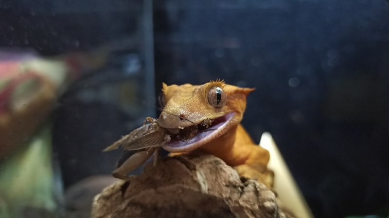 Геккон бананоед