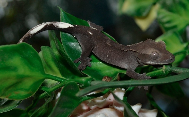 Геккон бананоед