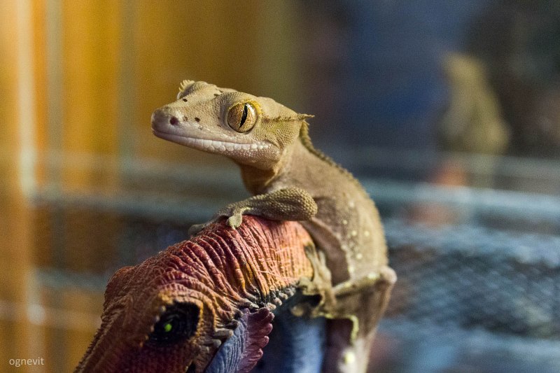 Геккон бананоед черный