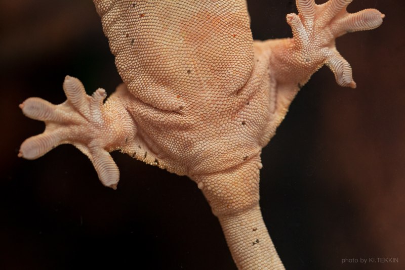 Гигантский геккон-бананоед