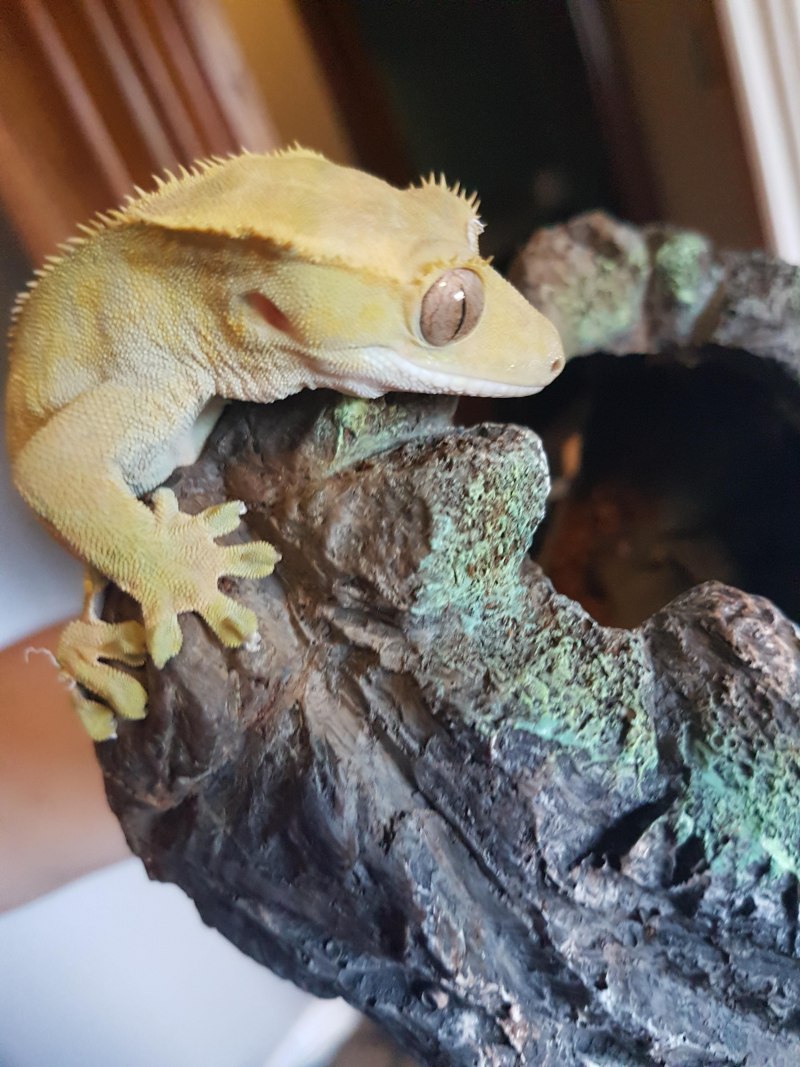 Реснитчатый бананоед Арлекин