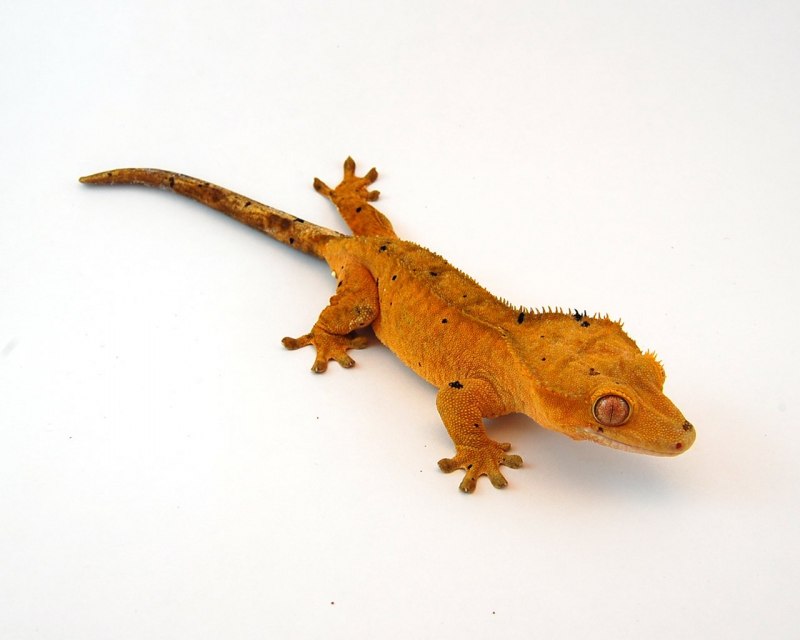 Эублефар бананоед