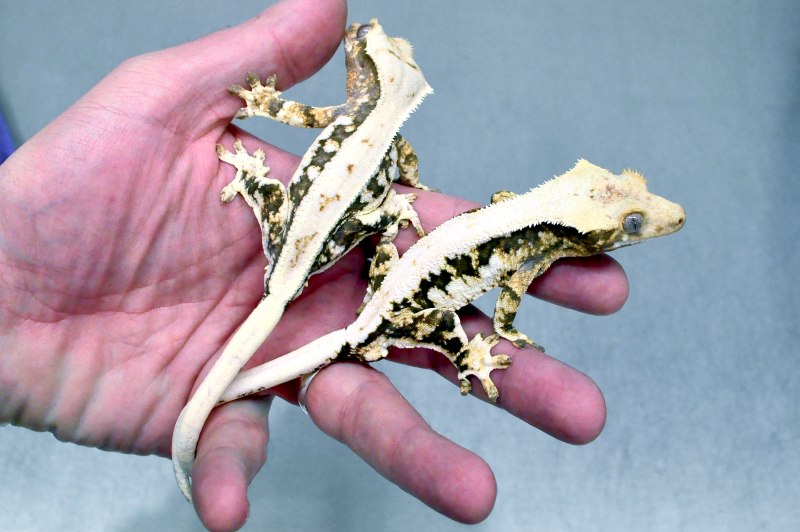 Реснитчатый бананоед Арлекин