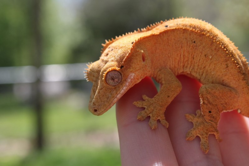 Ресничный геккон-бананоед